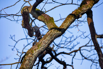 Bare branches of one of the deciduous trees in the park in early spring. Blue sky on the background.