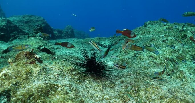 thalassoma pavo, ornate wrasse  and other fish eating sea urchin underwater behaviour 