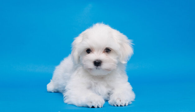 Cute small white puppies of the Maltez breed on trendy blue background. Pets and lifestyle concept. Free space for text.