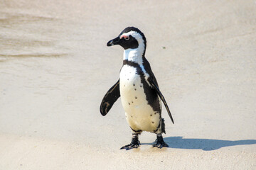 Lonely penguin