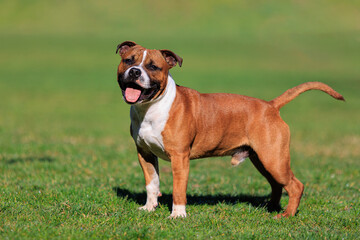 Staffordshire bull terrier young red