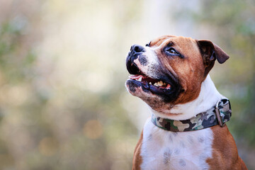 Staffordshire bull terrier young red