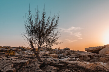 Einsamkeit an der Felsenküste von Mallorca
