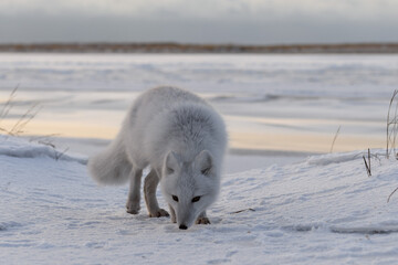 Arctic fox (Vulpes Lagopus) in winter time in Siberian tundra