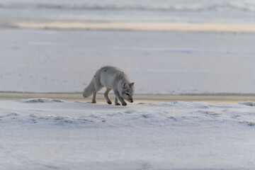 Arctic fox (Vulpes Lagopus) in winter time in Siberian tundra