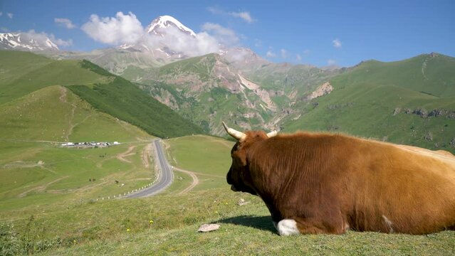 Beautiful mountain scenery with a relaxing bull in the foreground.
