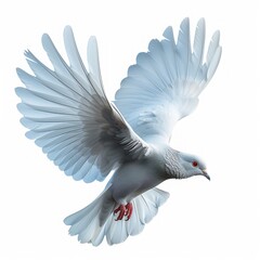 Isolated white flying bird on white background
