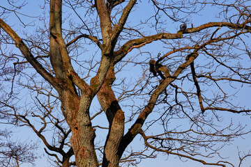 Bare branches of one of the deciduous trees in the park in early spring. Blue sky on the background.