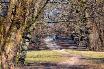Unknown people walking in the city park on a sunny day in early spring.