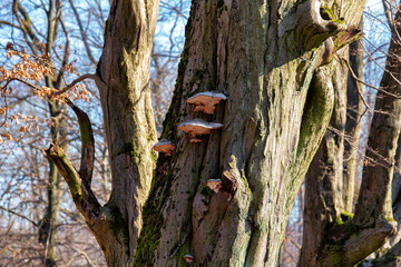 Wood fungi on the tree trunks in the forest in early spring.