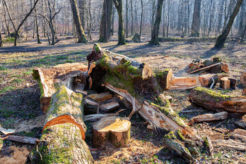 Fallen and subsequently cut into pieces tree in the grove in early spring.