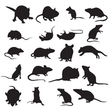 set of mouse animal.mouse silhouettes set isolated on white background vector. mouse and rad with different poses