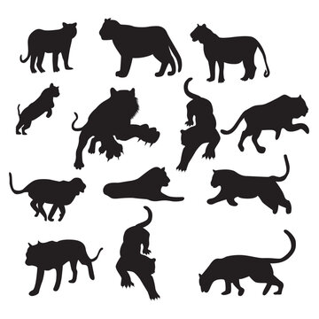 set of tiger animal. Tiger silhouettes set isolated on white background vector. Tiger with different poses like jumping,sitting.