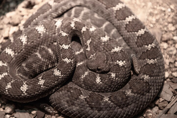 close up of a black rattlesnake
