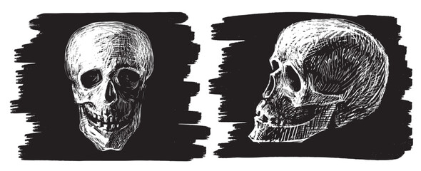 Hand drawn human skulls, full face and profile, vector sketch black and white illustration for halloween - 745224448