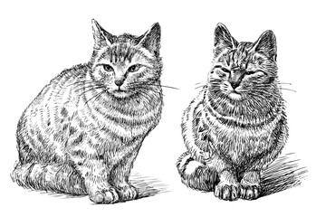 Sketch of two cute realistic domestic cats sitting and looking, black and white hand drawn vector illustration isolated on white - 745224688