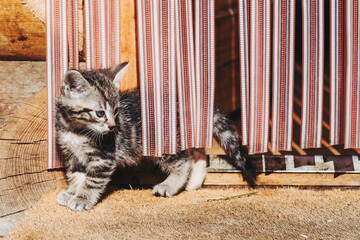 Adorable petit chaton tigré qui découvre l'extérieur