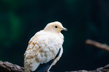 pied imperial pigeon - Ducula bicolor