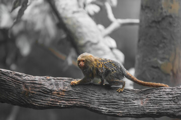 A little pygmy marmoset (Cebuella pygmaea) in the Houston Zoo, Texas, USA