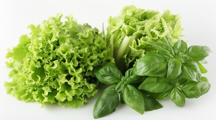 Obraz premium colorful rows of different kind of lettuce planted in garden