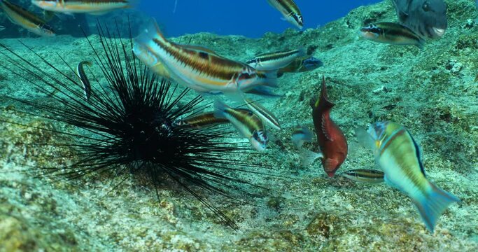 thalassoma pavo, ornate wrasse  and other fish eating sea urchin underwater behaviour 
