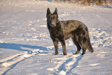 Beautiful black German Shepherd female dog on a snowy meadow in winter on a sunny day in Skaraborg Sweden