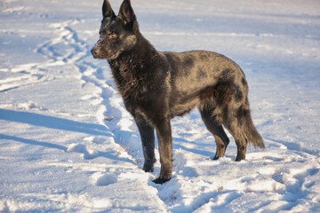 Beautiful black German Shepherd female dog on a snowy meadow in winter on a sunny day in Skaraborg Sweden