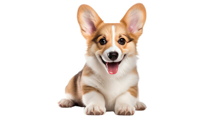 Obraz premium happy panting Welsh Corgi Pembroke Puppy isolated on transparent and white background.PNG image