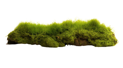 Green moss with grass isolated on transparent and white background.PNG image - obrazy, fototapety, plakaty