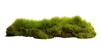 Green moss with grass isolated on transparent and white background.PNG image