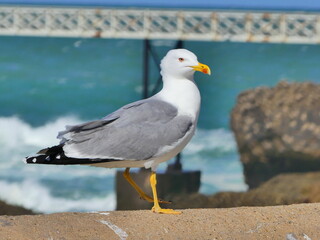 Une mouette au bord de la mer à BIarritz
