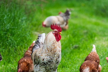 Hahn im Freiland auf grüner Wiese