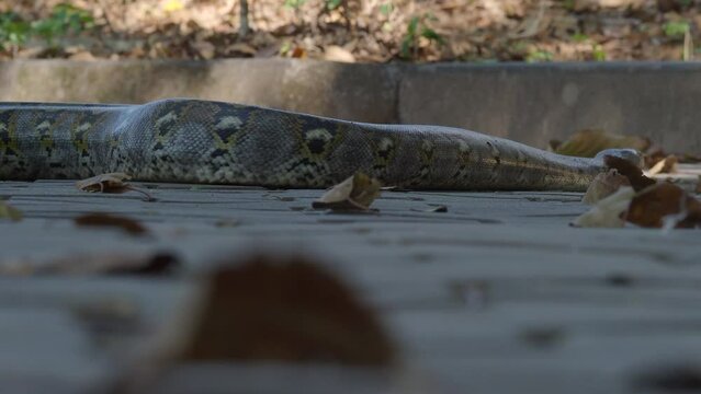 Python crawls on rocks and grass.