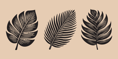 Tropical palm leaves set.  Vintage engraving black and white vector illustration. hand drawn. Logo, emblem, woodcut. isolated object	
