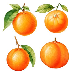 watercolor painting realistic Orange fruit with slices on white background. Clipping path included.