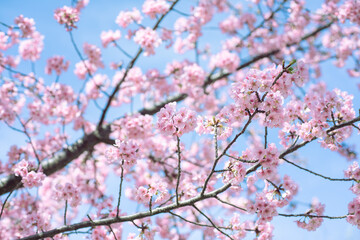 青空と河津桜