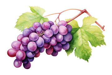 Fototapeta premium watercolor painting realistic Red Isabella grapes bunch isolated on white background. Clipping path included.