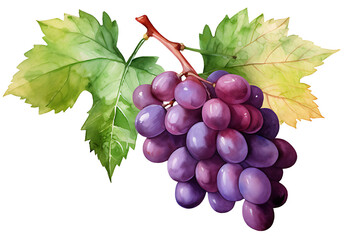 watercolor painting realistic Red Isabella grapes bunch isolated on white background. Clipping path included.