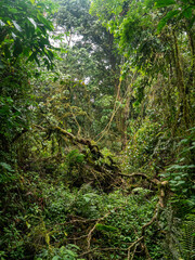 Obraz premium Regenwald im Bwindi Impenetrable National Park, Uganda.