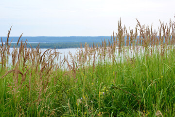 reed grass on the hill with river on background copy space 