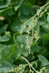 Shield dock flower buds