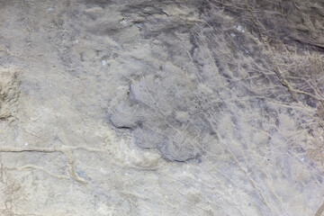 Well-preserved fossilized herbivore dinosaur footprint on a rock in Sataplia Strict Nature Reserve, Georgia.