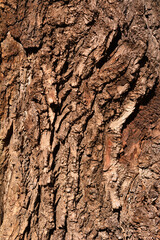 Candadian poplar bark detail