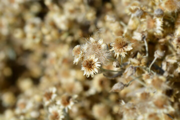 Everlasting Summer Snow seed heads