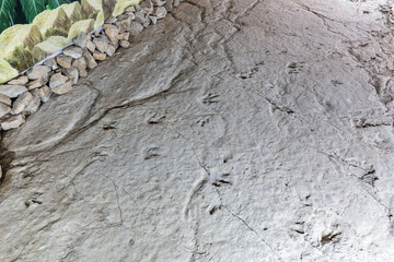 Well-preserved fossilized raptor, bird-like dinosaur three-fingered footprints on a rock in Sataplia Strict Nature Reserve, Georgia.