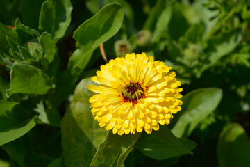 Bon Bon Marigold flower