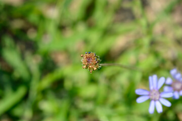 Blue Daisy The Blues seed head