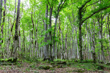 Colchis Forest, protected relict forest with trees overgrown with moss and lichen in Sataplia Strict Nature Reserve, Caucasus, Georgia. - obrazy, fototapety, plakaty