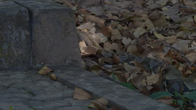 Python crawls on rocks and grass.