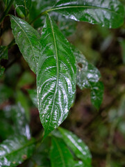 Blätter im Regenwald im Bwindi Impenetrable National Park, Uganda, tropischer Regenwald
afrika
